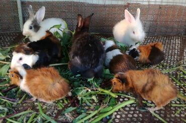 Rabbits Eating Vegetables In Cage Together / Baby and Cute Rabbits Eating - Rabbits Videos - Rabbits