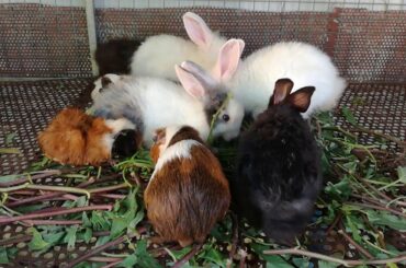 WOW Baby and Cute Rabbits Eating Vegetables - Rabbits Eating Water Convolvulus - Rabbits Eating