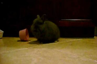 Cute Baby Bunny Baby Rex ..... look at him go