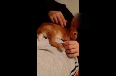 Chilling With Daddy - Cute Rabbit Bunny Videos - relaxing