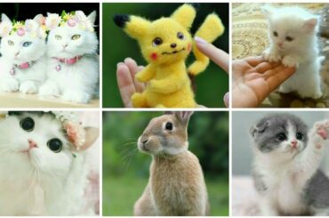 CUTE And Sweet  Rabbits and cats