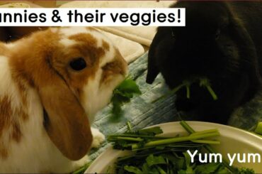 Bunny Eating Vegetables Mukbang  *cute bunny audio*