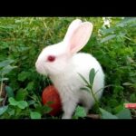 The Tiger funny baby bunny. Rabbit baby