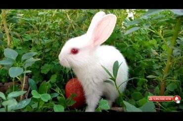 The Tiger funny baby bunny. Rabbit baby