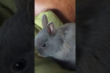 My cute bunny ❤️