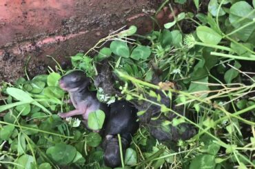 Adorable Baby Rabbits Were Born Right In Front Of My House!