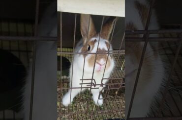 Other sweet bunny like if he is cute ♡♡