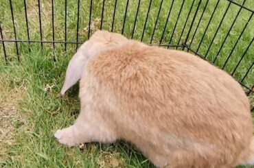 Cute Bunny Enjoying Garden Time - @fripsy_bunnywobs on Instagram
