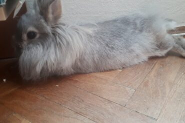 🐰Cute Bunny in my room🐇