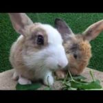 Rabbits eating asmr morning glory | bunny cute eating