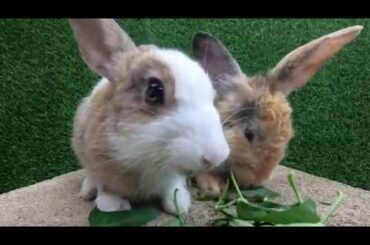 Rabbits eating asmr morning glory | bunny cute eating