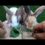 Rabbits eating grass pumpkin | bunny cute eating