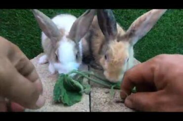 Rabbits eating grass pumpkin | bunny cute eating