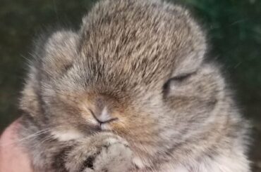 I AM GETTING A NEW BUNNY! 🐇🐰