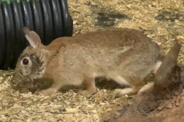Our hit-by-car rabbit is being released! All better!