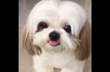 Cute baby animals Videos Compilation cute moment of the animals   Soo Cute!