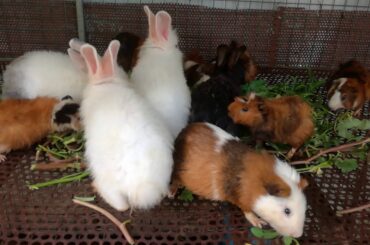 The Great Videos Rabbits Eating Vegetables - Rabbit Eating Water Convolvulus - Cute Rabbits Eating