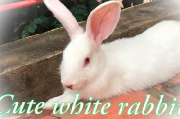 Cute white rabbits