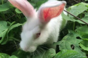 baby rabbits got lost in the bush garden, cute little rabbits...