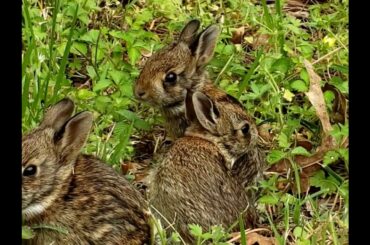 Cute Baby Rabbits