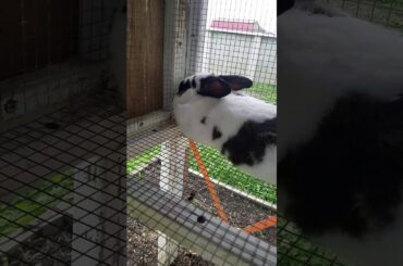 Thumper cute other bunny like if he is adorable and looks like oreos