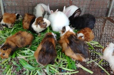 Cute Rabbits Eating Vegetables - Baby and Cute Rabbits Eating Videos - Rabbits Videos - Rabbits