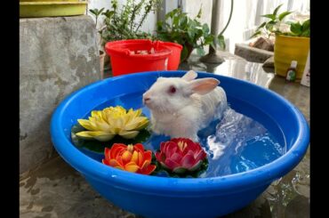 Rabbit Bath