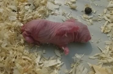 Tiny cute newborn rabbit squirming around