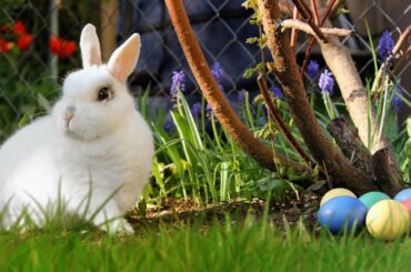 Funny Baby Rabbit Videos - Cute Baby Rabbits - Funny Bunny Baby Videos - Cute Bunnies Video