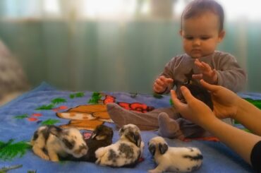 Interesting Cute Baby's Reaction to Baby Bunnies!