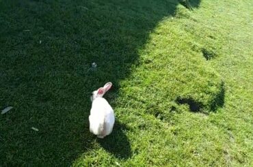 Chasing Cute Baby Rabbit in Hill Station Meadow | Black and White Rabbits | Life in a Meadow
