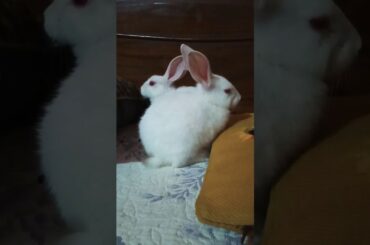 So cute baby rabbits