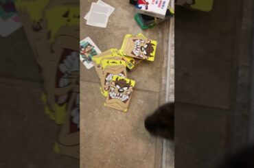 Playing with a cute bunny