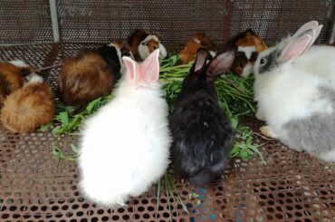 WOW Funny and Cute Baby Rabbits Videos - Baby Rabbits Eating Vegetables - Baby Rabbits Animal Videos