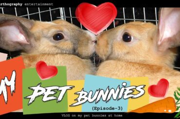 MY PET BUNNIES | Episode-3 | Entertaining Moments with my Rabbits at Home | Bunnies Grown-up