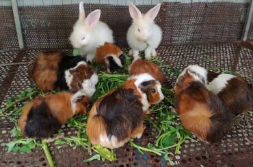 Amazing Cute Rabbits Eating Vegetables - Rabbits Eating Water Convolvulus - Cute Baby Rabbits Videos