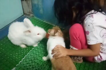 cute bunny eat carrot