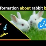 Information about rabbit baby in urdu hindi | Information of rabbit baby in urdu hindi | Ilyas 482