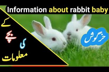 Information about rabbit baby in urdu hindi | Information of rabbit baby in urdu hindi | Ilyas 482