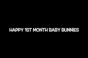 Happy 1st Month Baby Bunnies