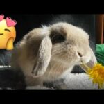 Cute Bunny Eating Dandelion | Roni The Rabbit |