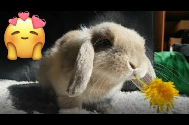 Cute Bunny Eating Dandelion | Roni The Rabbit |