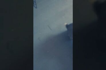 Cute bunny's destroying sister's bed 🐰🐰