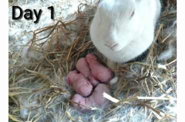 baby rabbit kits day 1-30 old || Rabbit home Bd