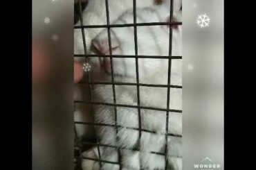 Cute bunnies 🐰🐇 as a pet