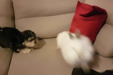 Cute puppy Roxy plays with bunny