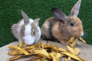 Rabbit eating dry skin mangoes ASMR | Bunny cute eating