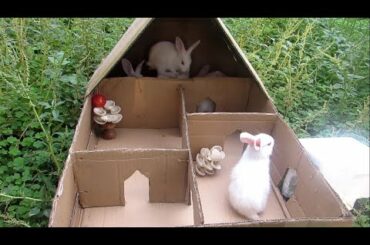 Funny baby's..  rabbit cute baby house