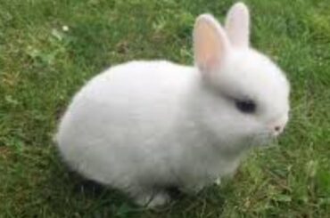 Funny and Cute Baby Bunny Rabbit Videos 🐇 Baby Animal Video Compilation 2020