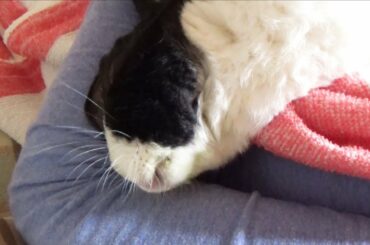 Rabbit Sleeping Upside Down